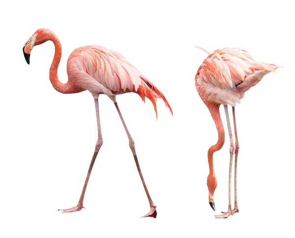 Deux flamants roses — Photo