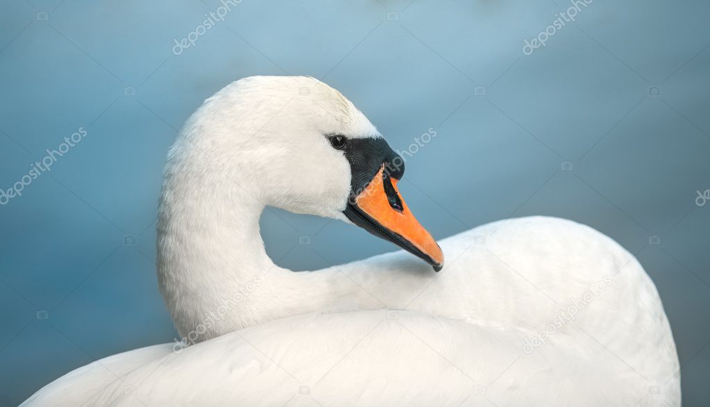 portrait of white swan