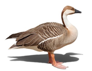 duck on white