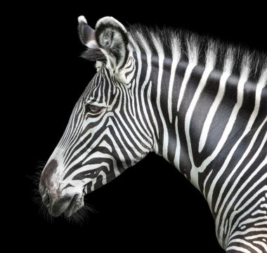 zebra portresi