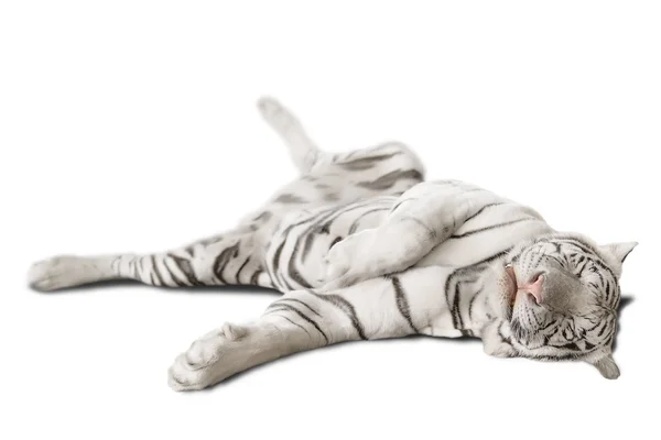 Big white tiger — Stock Photo, Image