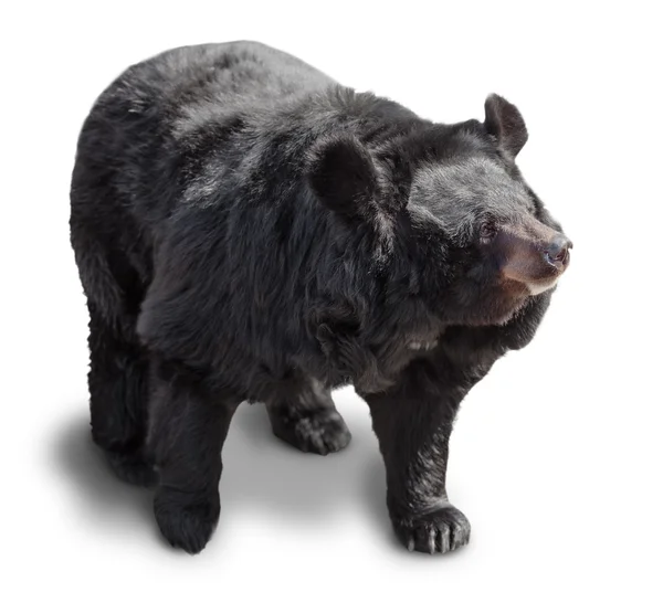 Velký medvěd hnědý — Stock fotografie