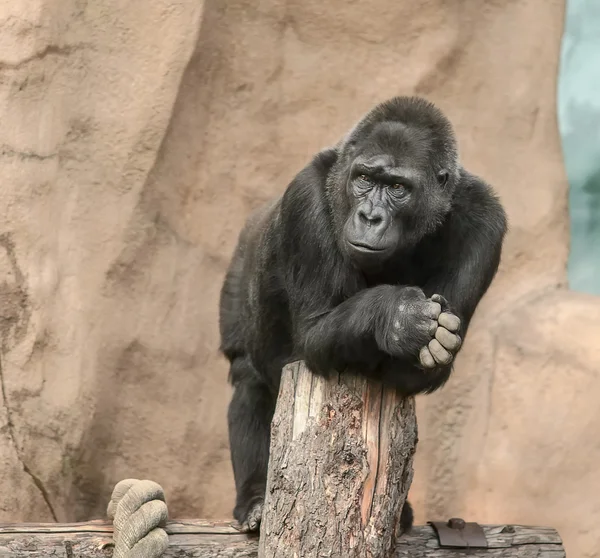 Černá gorila — Stock fotografie