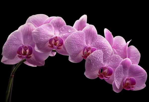 Bouquet of magenta orchids — Stock Photo, Image