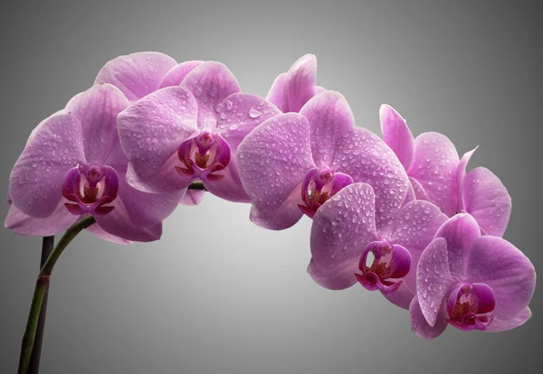 Kytice fialové orchideje — Stock fotografie