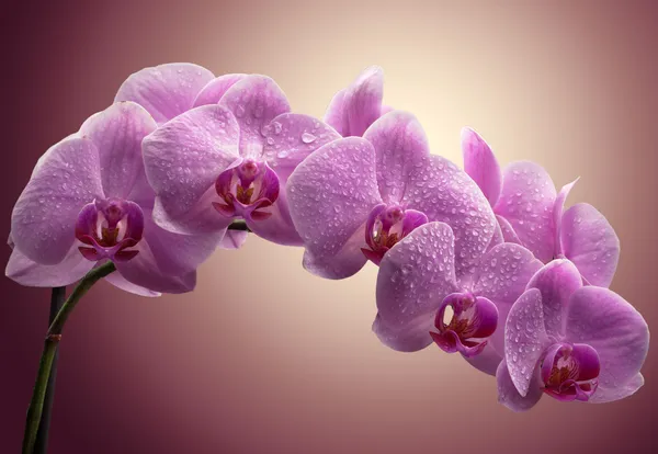 Kytice fialové orchideje — Stock fotografie