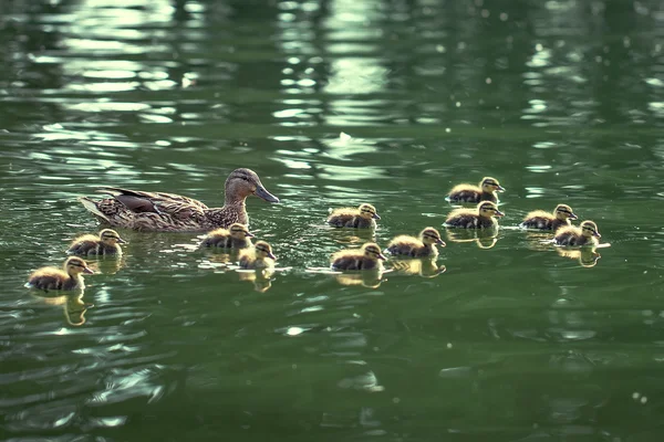 Matka kachna a Kachňata — Stock fotografie