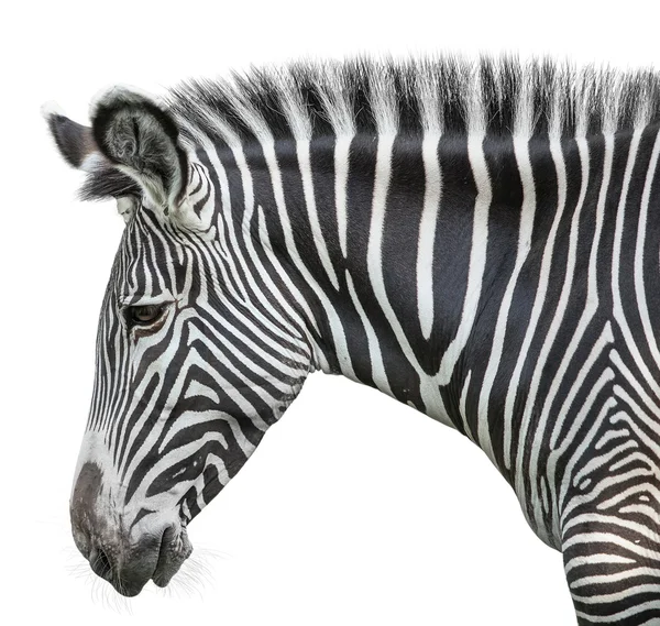 Retrato de zebra — Fotografia de Stock