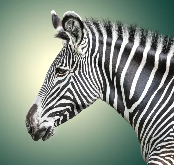 Portrait of zebra — Stock Photo, Image