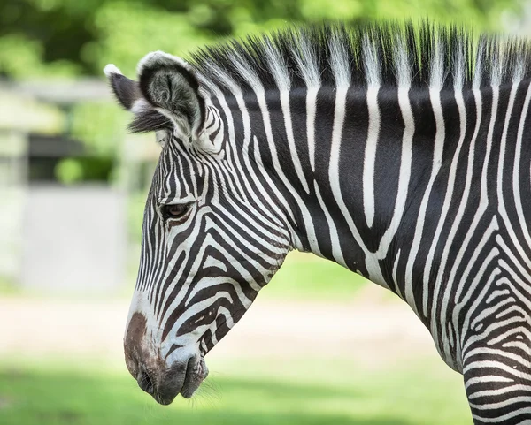 Porträt eines Zebras — Stockfoto