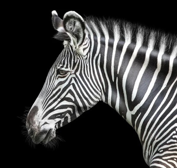 Retrato de zebra — Fotografia de Stock