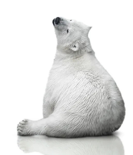 Pequeno filhote de urso polar — Fotografia de Stock