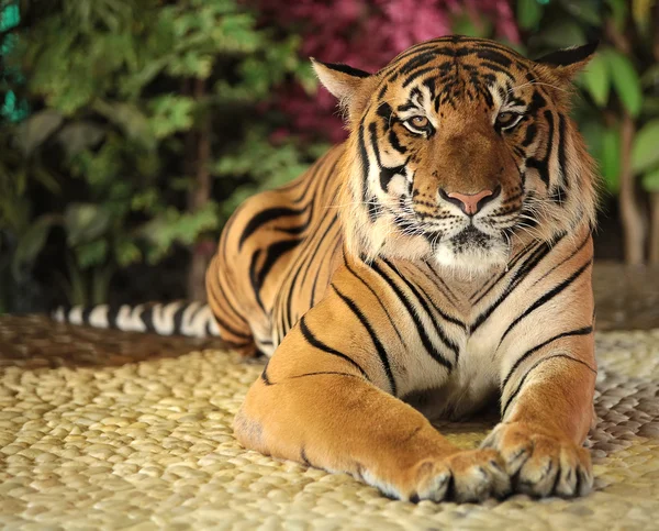 Tiger i ett zoo — Stockfoto