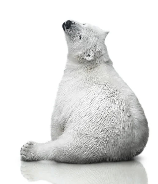 작은 북극 곰 새끼 — 스톡 사진