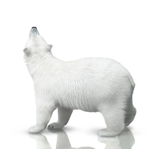 Small polar bear — Stock Photo, Image