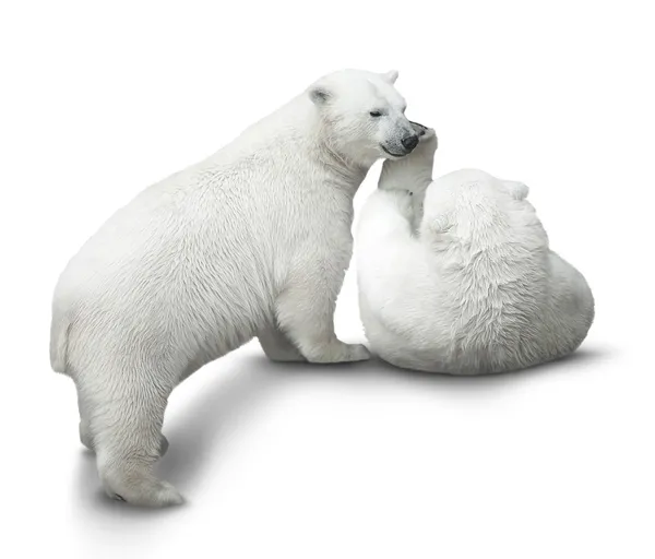 Urso filhotes lutar — Fotografia de Stock