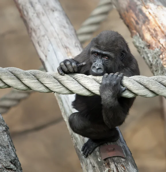 Jungtier eines Gorillas — Stockfoto