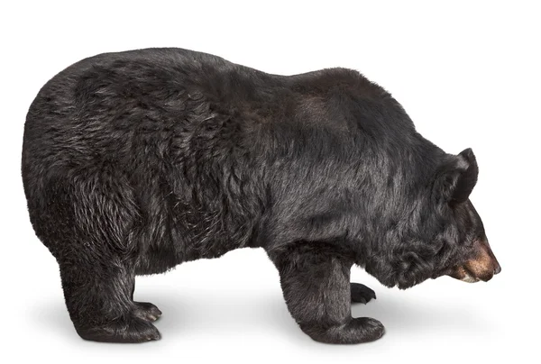 Stor brun Björn — Stockfoto