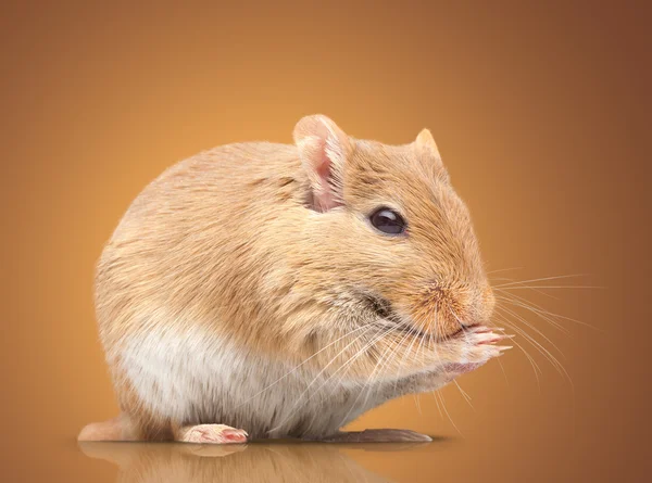 Мышь — стоковое фото