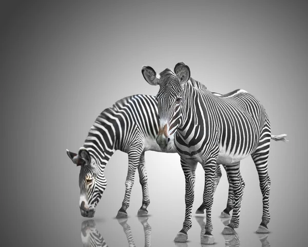 Two zebras — Stock Photo, Image