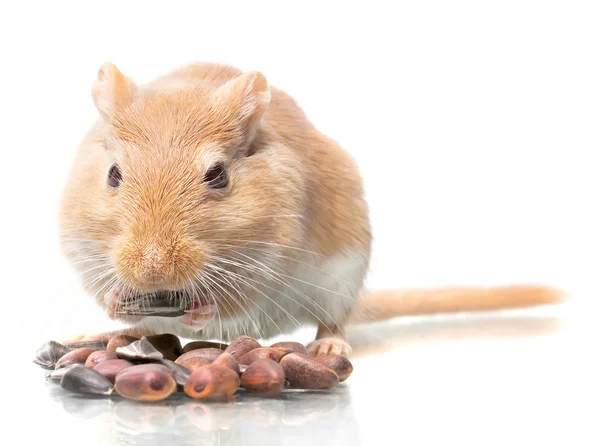 Tohum fare yiyor — Stok fotoğraf