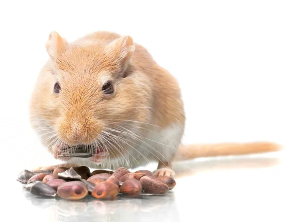 Muis eet zaden — Stockfoto