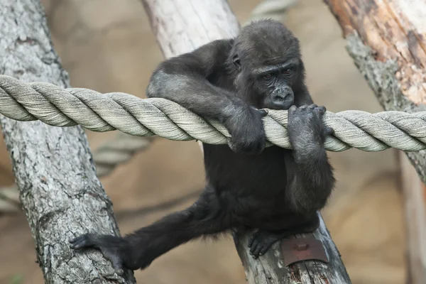 Cub goryla — Zdjęcie stockowe