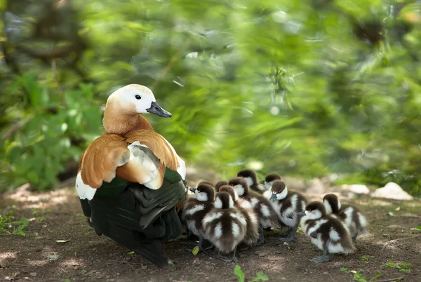 Entenmutter — Stockfoto