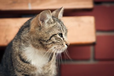 bir duvar daha önce kedi