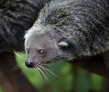 Binturong