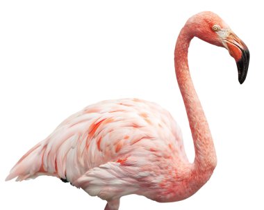 Flamingo portre
