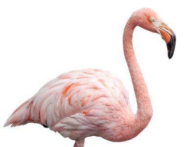 Flamingo portre