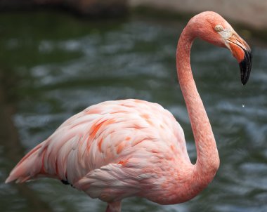 Flamingo portre