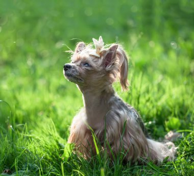 Köpek yavrusu