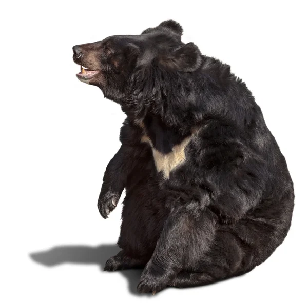 Urso castanho grande — Fotografia de Stock