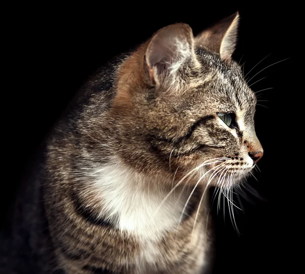 Cat on black — Stock Photo, Image