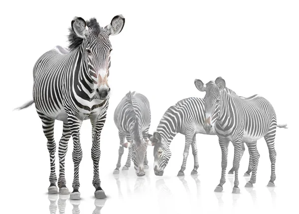 Quatro zebras — Fotografia de Stock