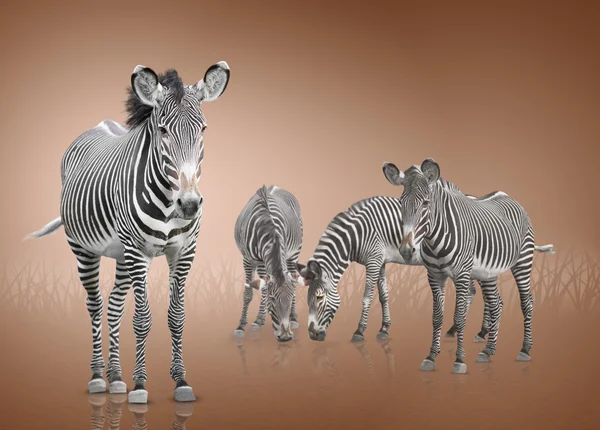 Quatro zebras — Fotografia de Stock