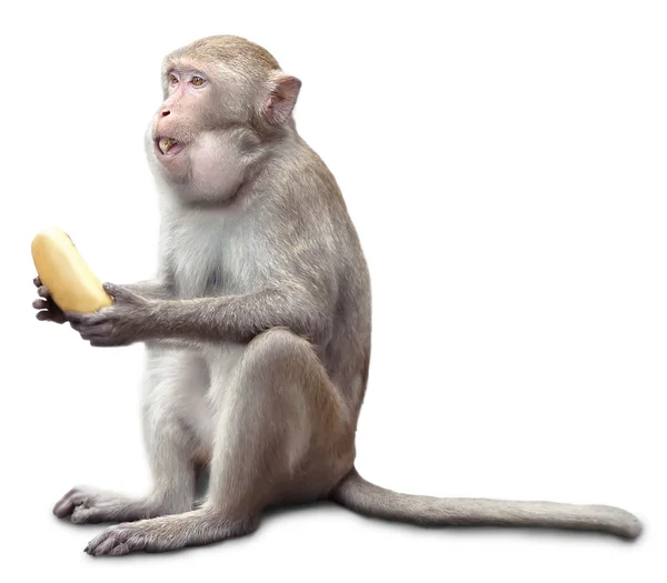 Monkey sits and eats banana — Stock Photo, Image