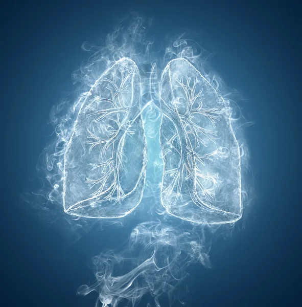 Pulmones humanos y bronquios —  Fotos de Stock