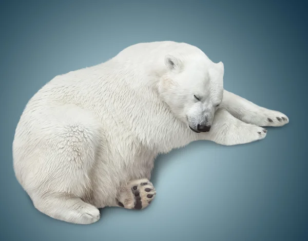 一只北极熊 — 图库照片