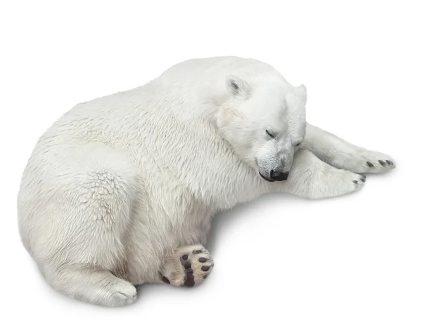 Um urso polar — Fotografia de Stock