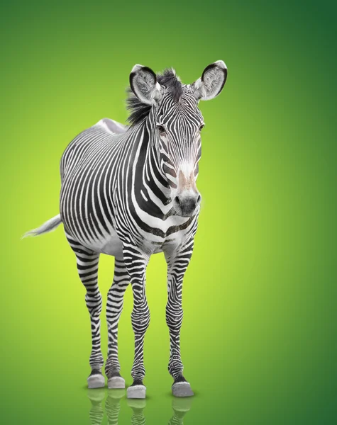 Een zebra — Stockfoto