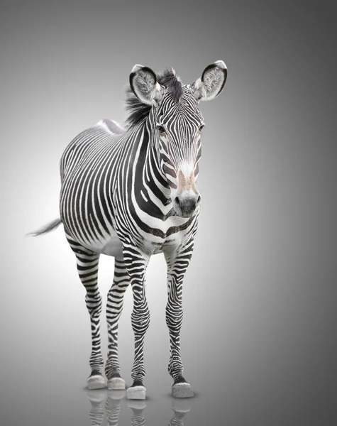 Uma zebra — Fotografia de Stock