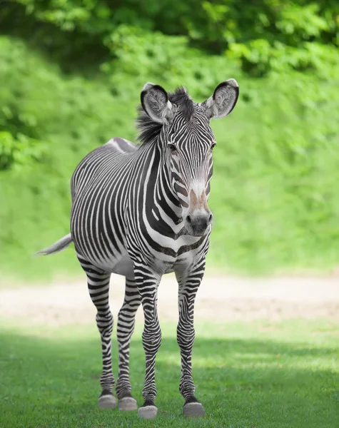 Uma zebra — Fotografia de Stock