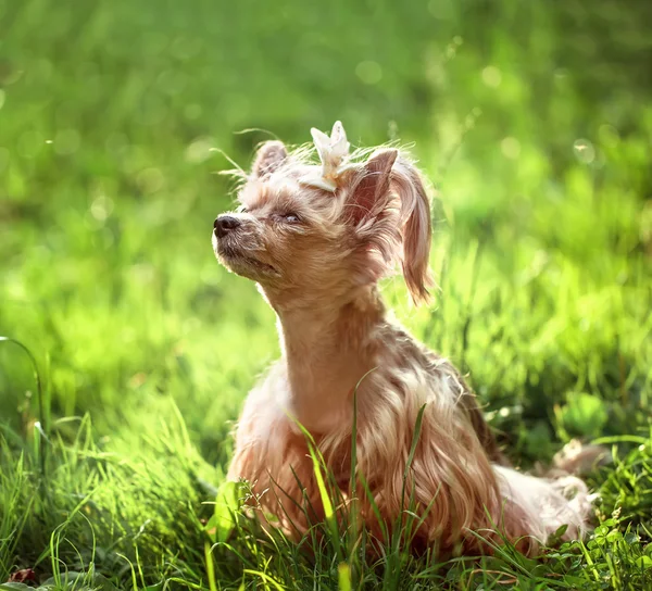 Köpek yavrusu — Stok fotoğraf