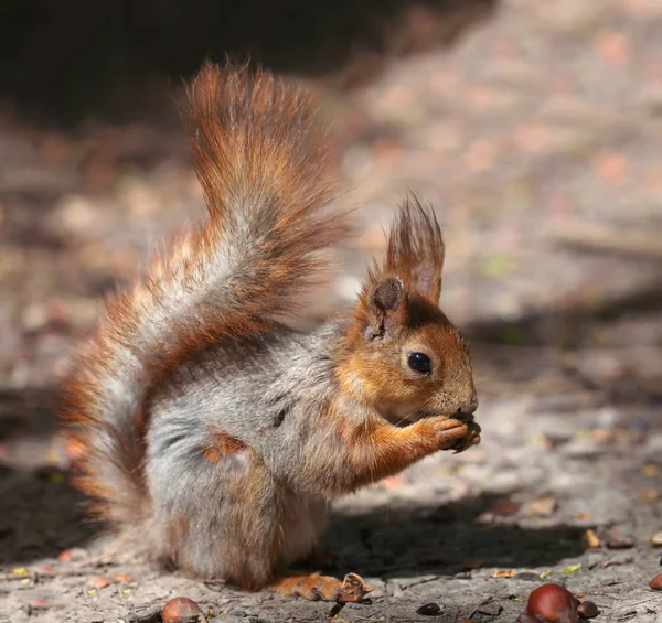 Red-gray young squirrel — Stock Photo, Image