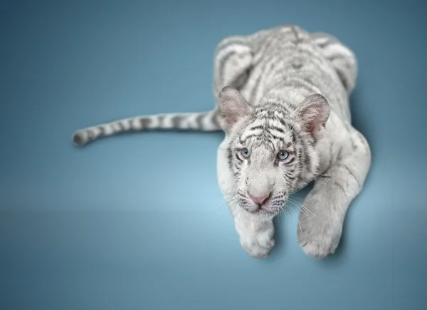 Small white tiger — Stok fotoğraf