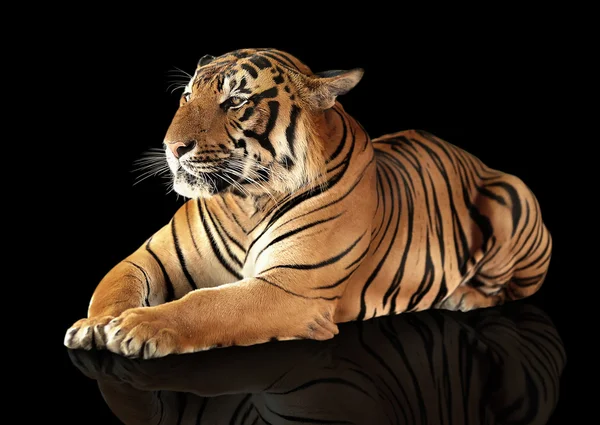 Tygr má odpočinek — Stock fotografie