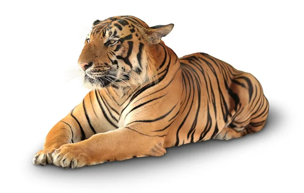 Tigre tiene un descanso —  Fotos de Stock